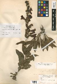 Penstemon helleri image