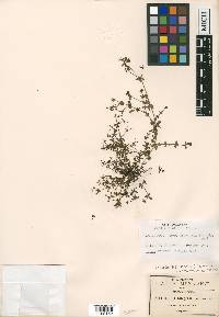 Galium seatonii image