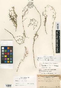 Galium wigginsii image