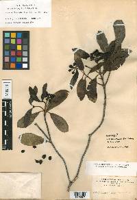 Psychotria greenwelliae image