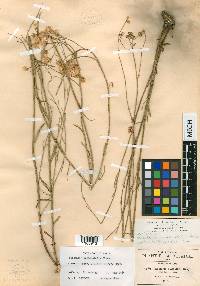 Baccharis occidentalis image