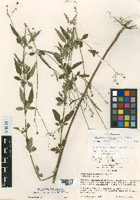 Bidens cronquistii image