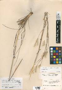 Andropogon ternarius image