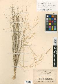 Aristida tenuifolia image