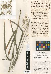 Bromus pseudolaevipes image