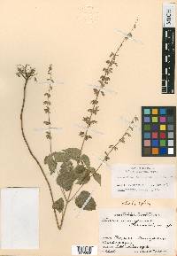 Salvia uruapana image