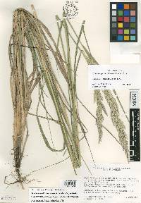 Calamagrostis don-hensonii image