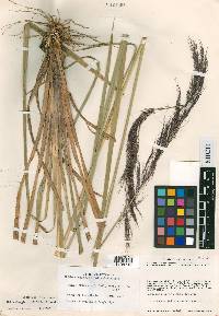 Muhlenbergia iridifolia image