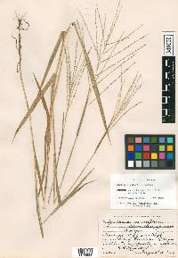 Digitaria multiflora image