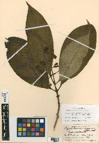 Psychotria mortoniana image