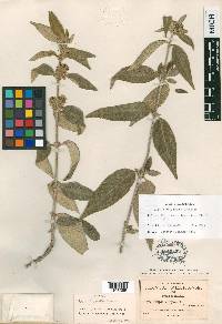 Lippia chrysantha image