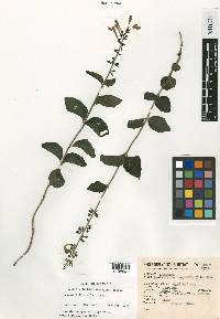 Scutellaria blepharophylla image