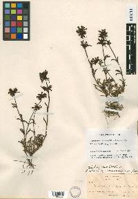 Penstemon chionophilus image