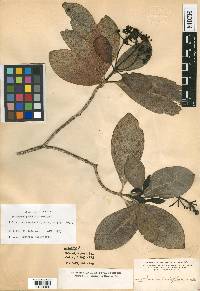 Psychotria kaduana image