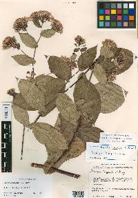 Acourtia macvaughii image