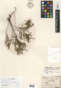 Galium oresbium image