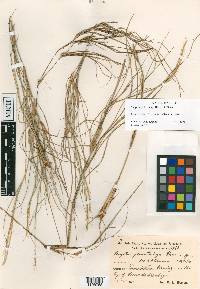 Saugetia pleiostachya image