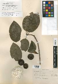 Glossostipula concinna image