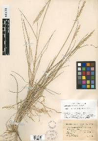 Elymus pycnanthus image