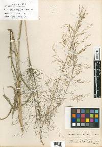 Eragrostis deflexa image