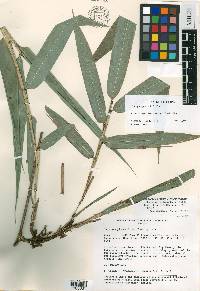 Chusquea glauca image