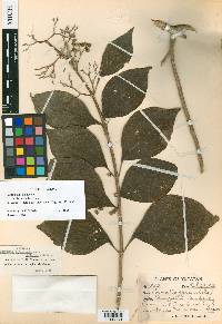 Cornutia pyramidata image