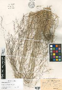 Agrostis hooveri image