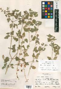 Verbena cameronensis image