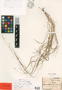 Brachypodium pringlei image