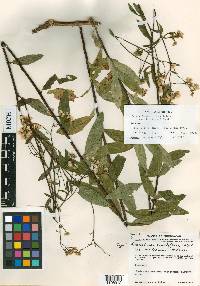 Baccharis multiflora image