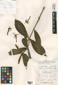 Hillia longifilamentosa image