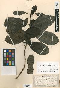 Morinda sandwicensis image