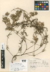 Didymaea linearis image