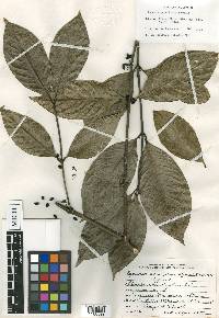 Ronabea latifolia image