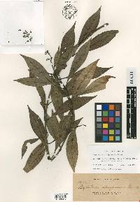 Psychotria sibuyanensis image