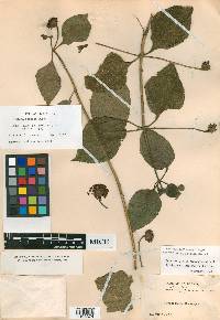 Lantana horrida subsp. tiliifolia image