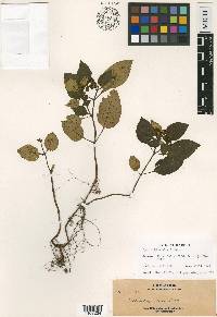 Ophiorrhiza elmeri image