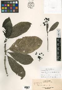 Psychotria elmeri image