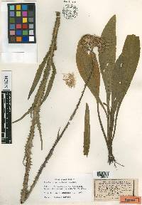 Cirsium brachycephalum image