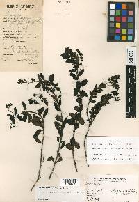 Veronica albiflora image