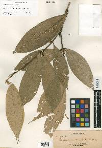 Praravinia borneensis image