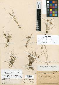 Cyperus flavescens image