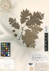 Quercus × deamii image