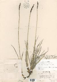 Carex scirpoidea image