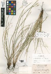 Carex tompkinsii image
