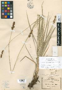 Carex marianensis image