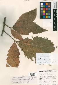 Quercus uxoris image