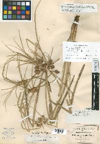 Cyperus pseudovegetus image