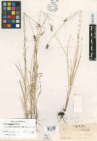 Carex olympica image