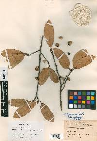 Quercus praineana image